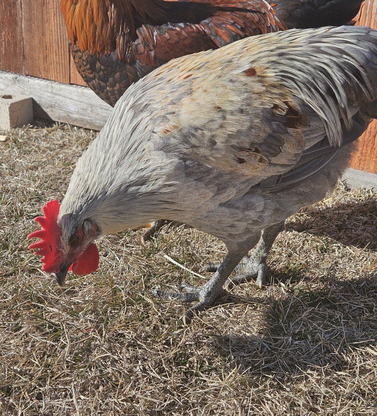 Green egger Rooster