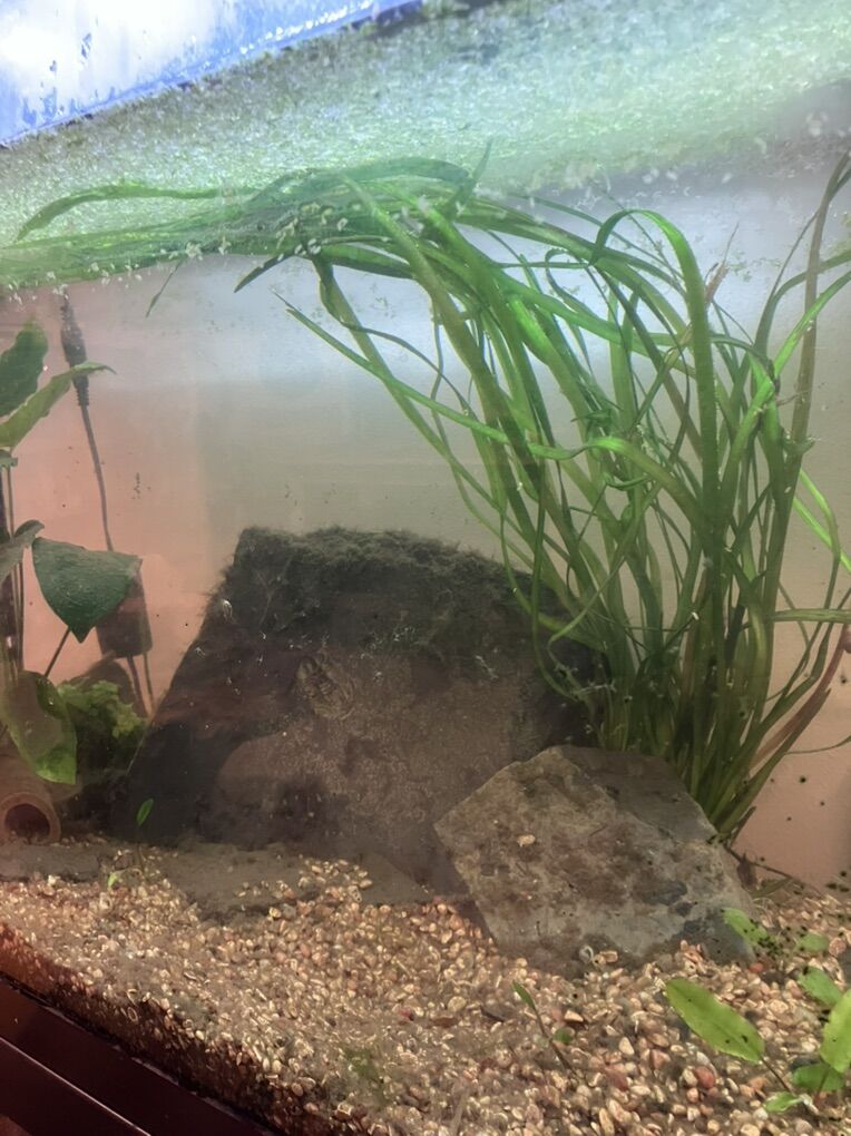 Extra Long Jungle Val