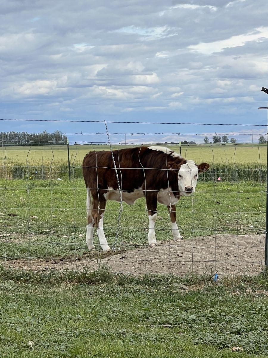 De-horned Jersey/Hereford/Angus Born in March