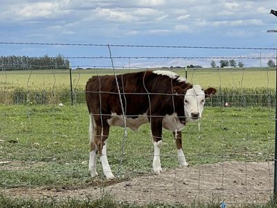 De-horned Jersey/Hereford/Angus Born in March