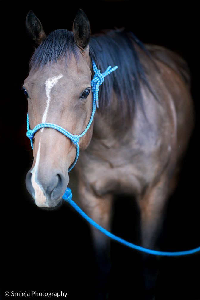 15 year old Thoroughbred