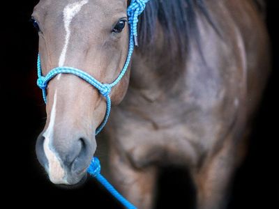 15 year old Thoroughbred