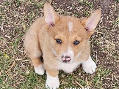 Auggie pups