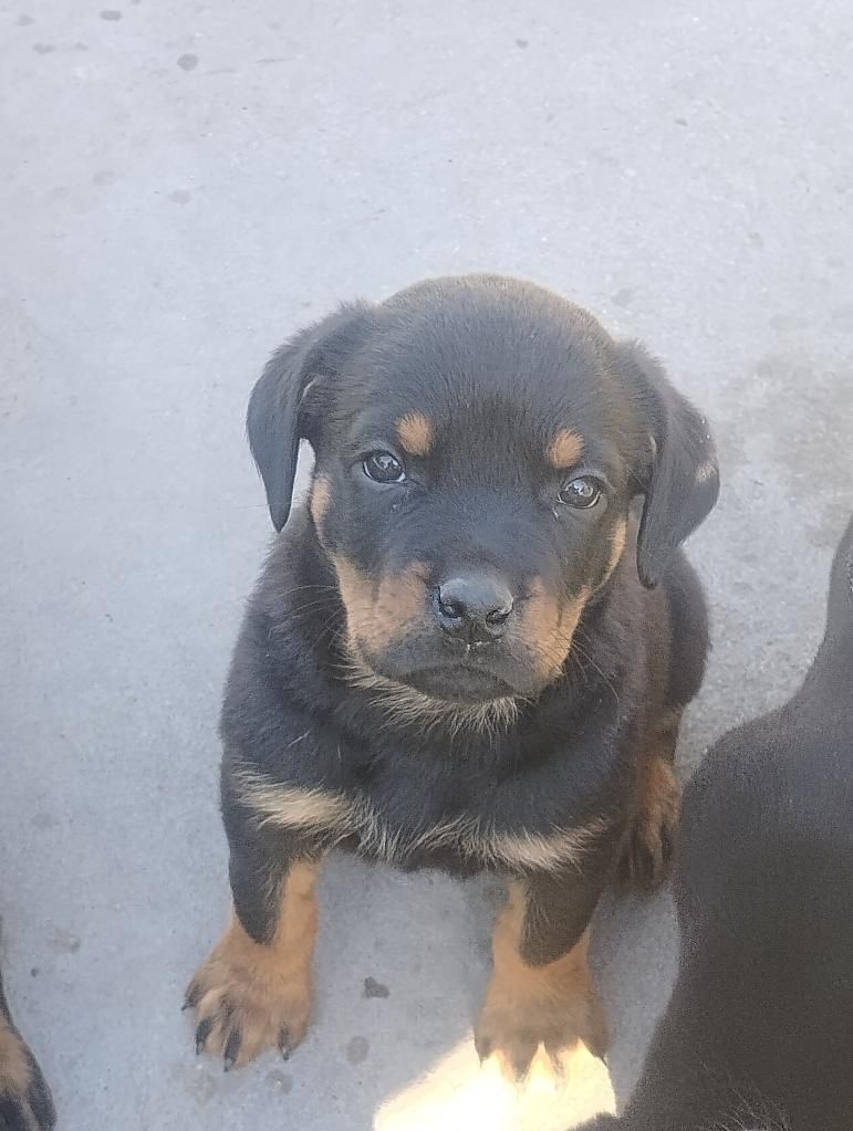 Rottweiler