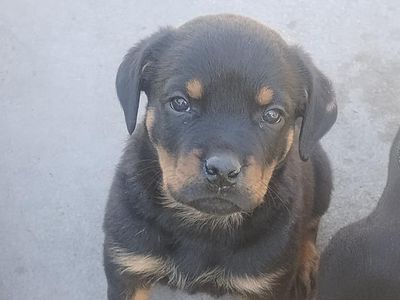 Rottweiler