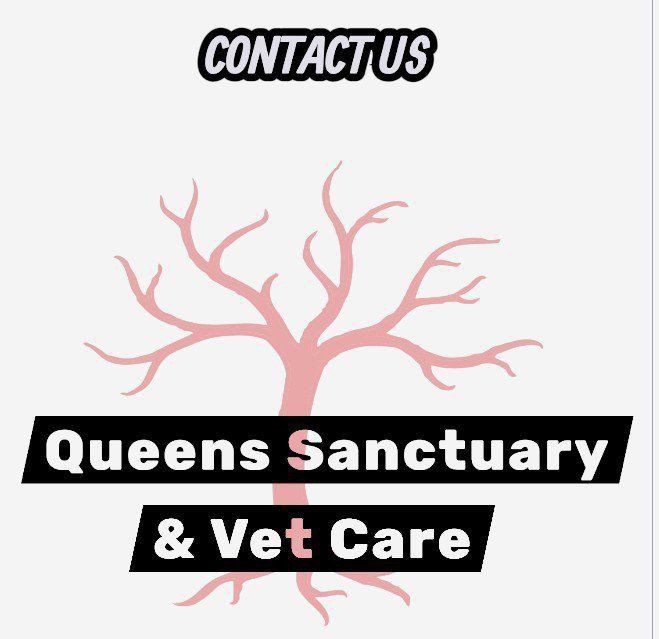 Queens Sanctuary & Vet Care Cat Rescue