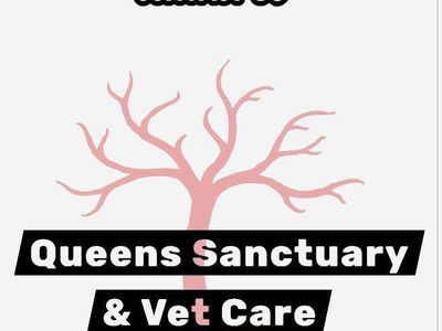 Queens Sanctuary & Vet Care Cat Rescue
