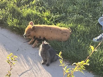 Kune kune Piglet