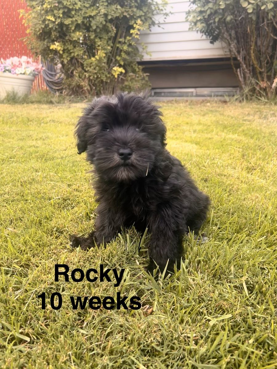 AKC Mini Schnauzer Puppies