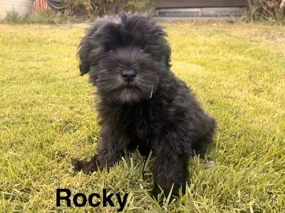 AKC Mini Schnauzer Puppies