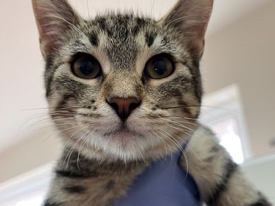Hello my name is Bauble