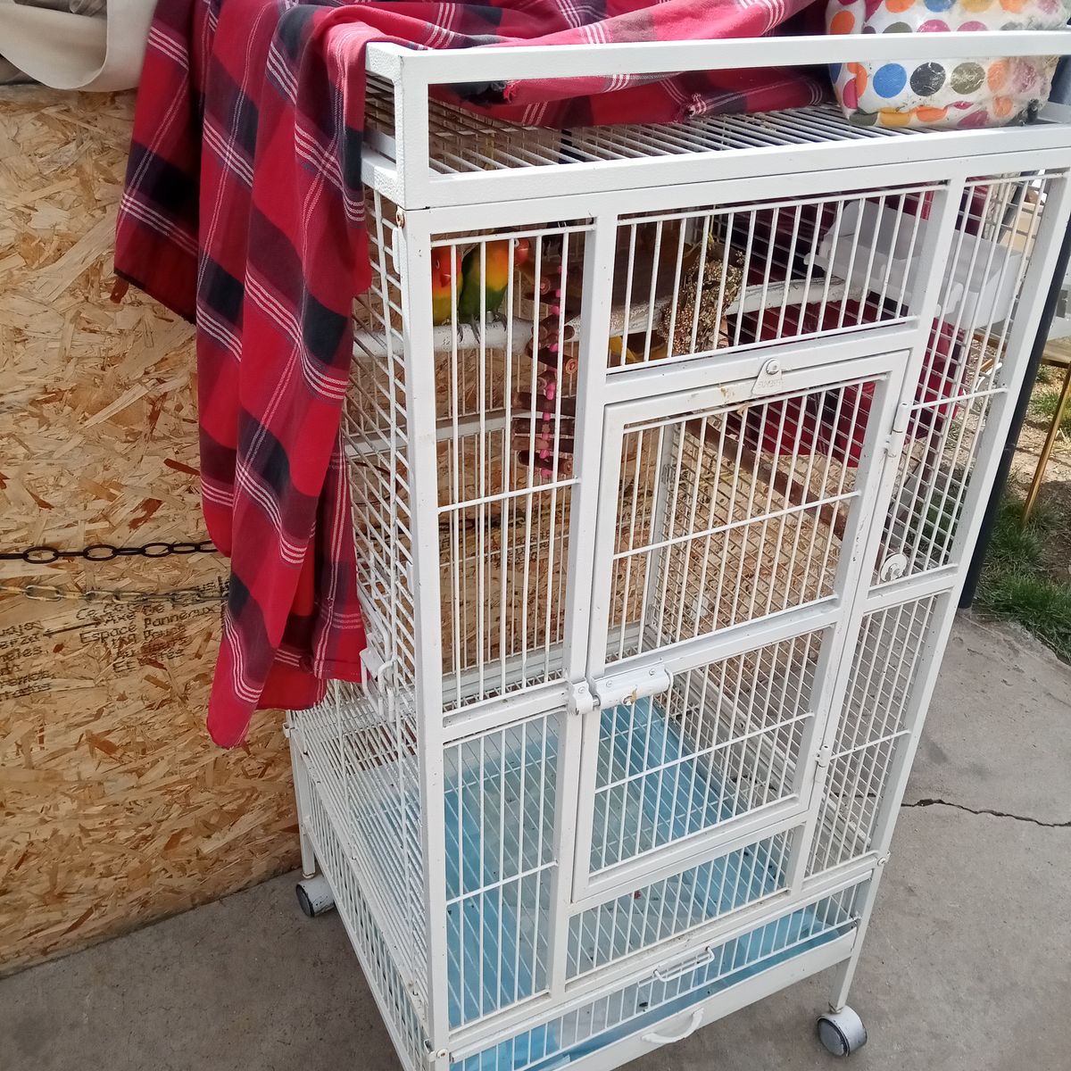 Love Birds along with Cage