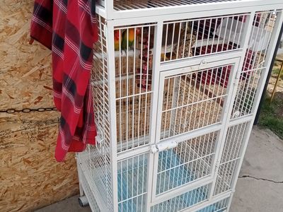 Love Birds along with Cage