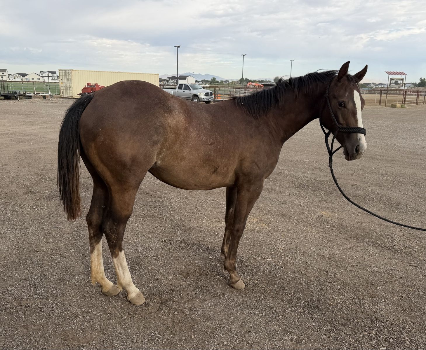 Well Bred Yearling Filly 