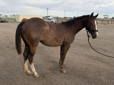 Well Bred Yearling Filly