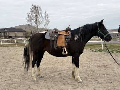 14 year old 15h Paint Gelding