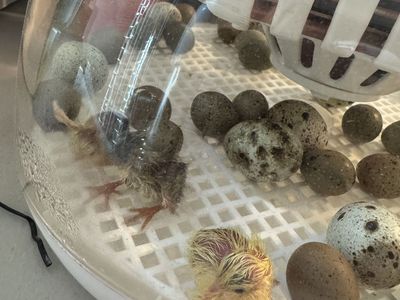 Baby Button Quail Just Started Hatching