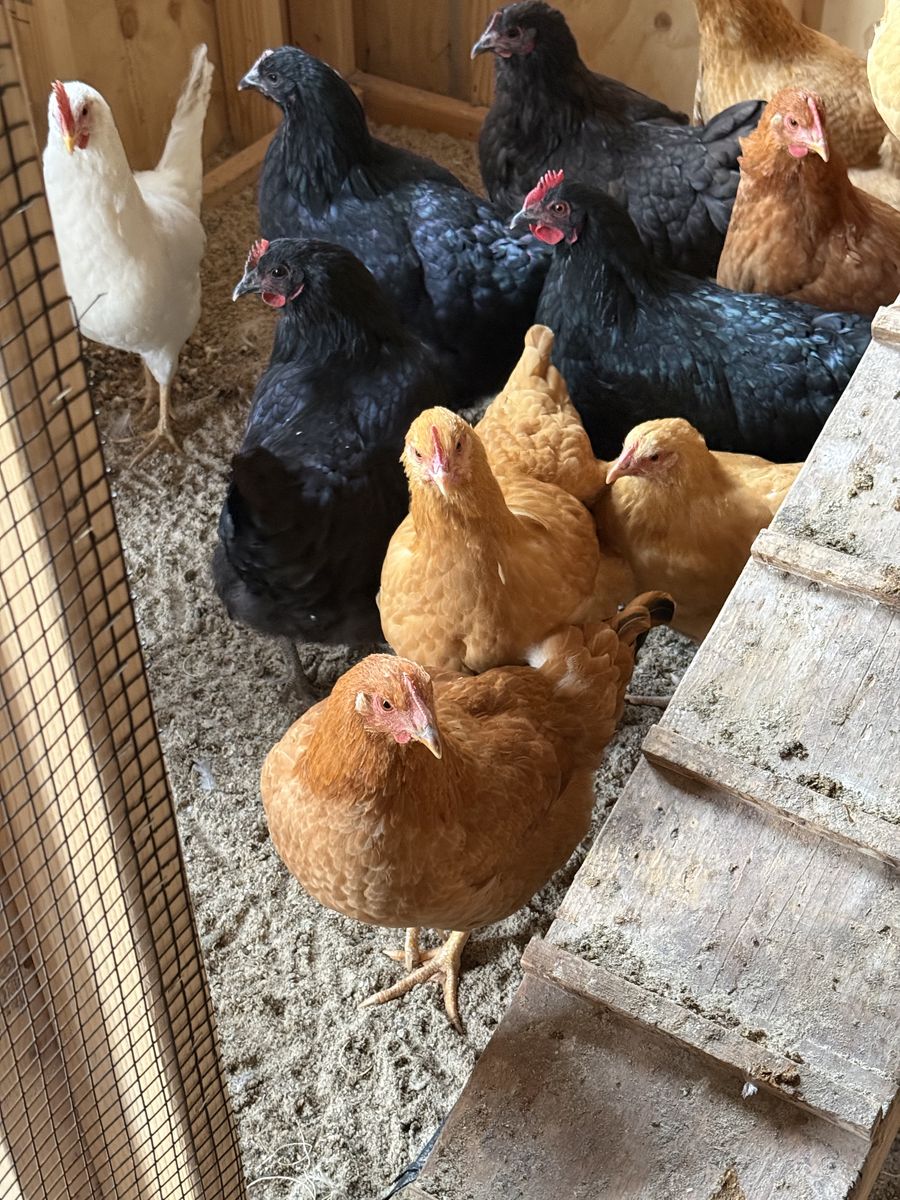 Rehoming Beautiful Hens