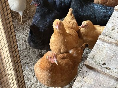 Rehoming Beautiful Hens
