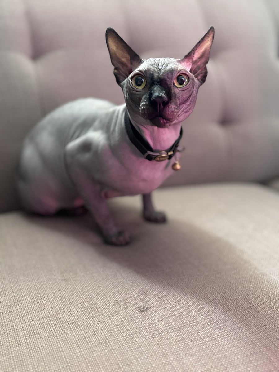 TICA Registered Sphynx Stud