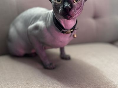 TICA Registered Sphynx Stud