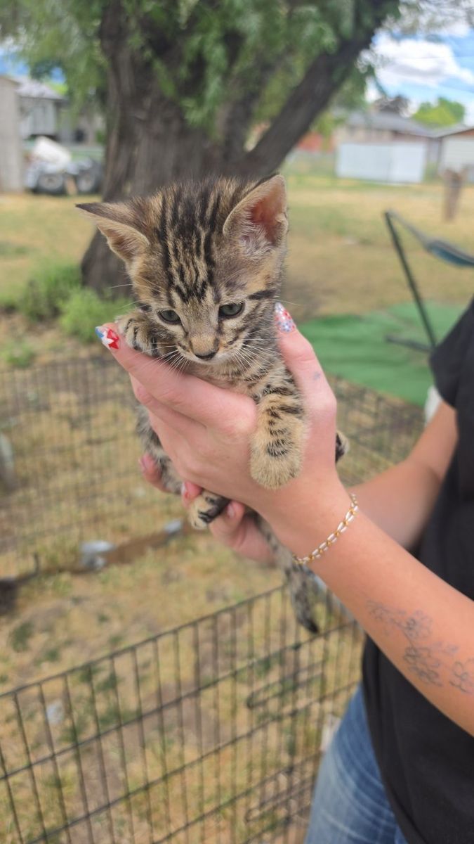 Saige 6 week Bengal female!!!