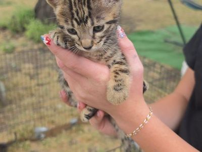 Saige 6 week Bengal female!!!