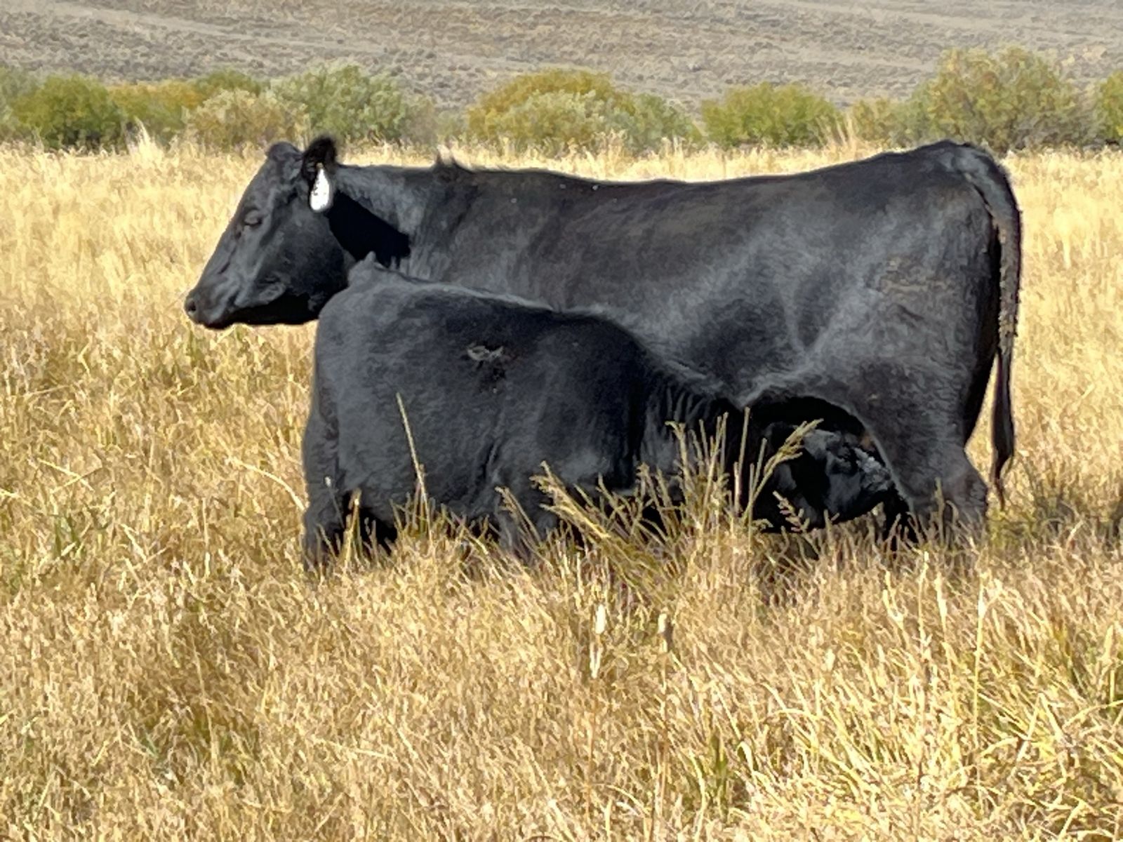Registered Angus Bulls