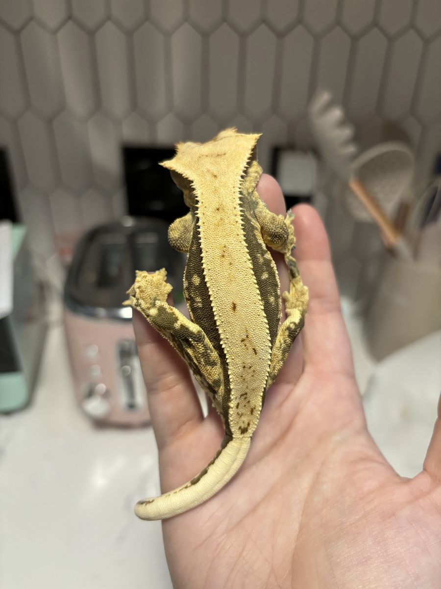 Lavender Pinstripe Female Crested Gecko