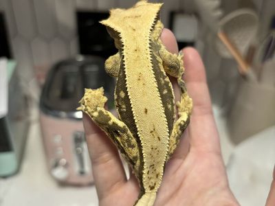 Lavender Pinstripe Female Crested Gecko