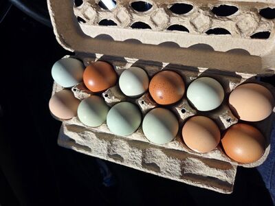 Fresh Happy Chicken Eggs