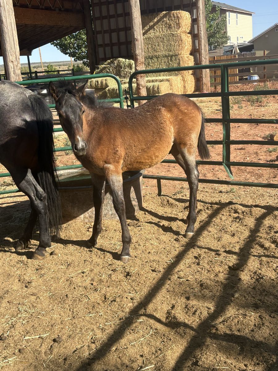 Quarter horse/ Andalusian stud colt