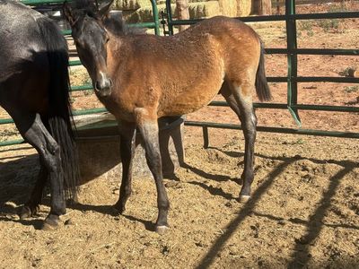 Quarter horse/ Andalusian stud colt