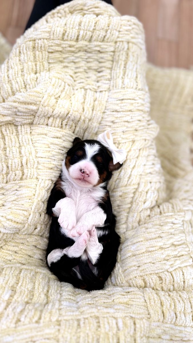 Mini Bernedoodle Multigen puppies!
