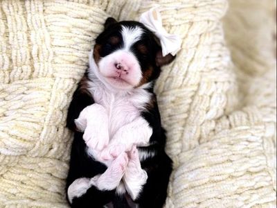 Mini Bernedoodle Multigen puppies!