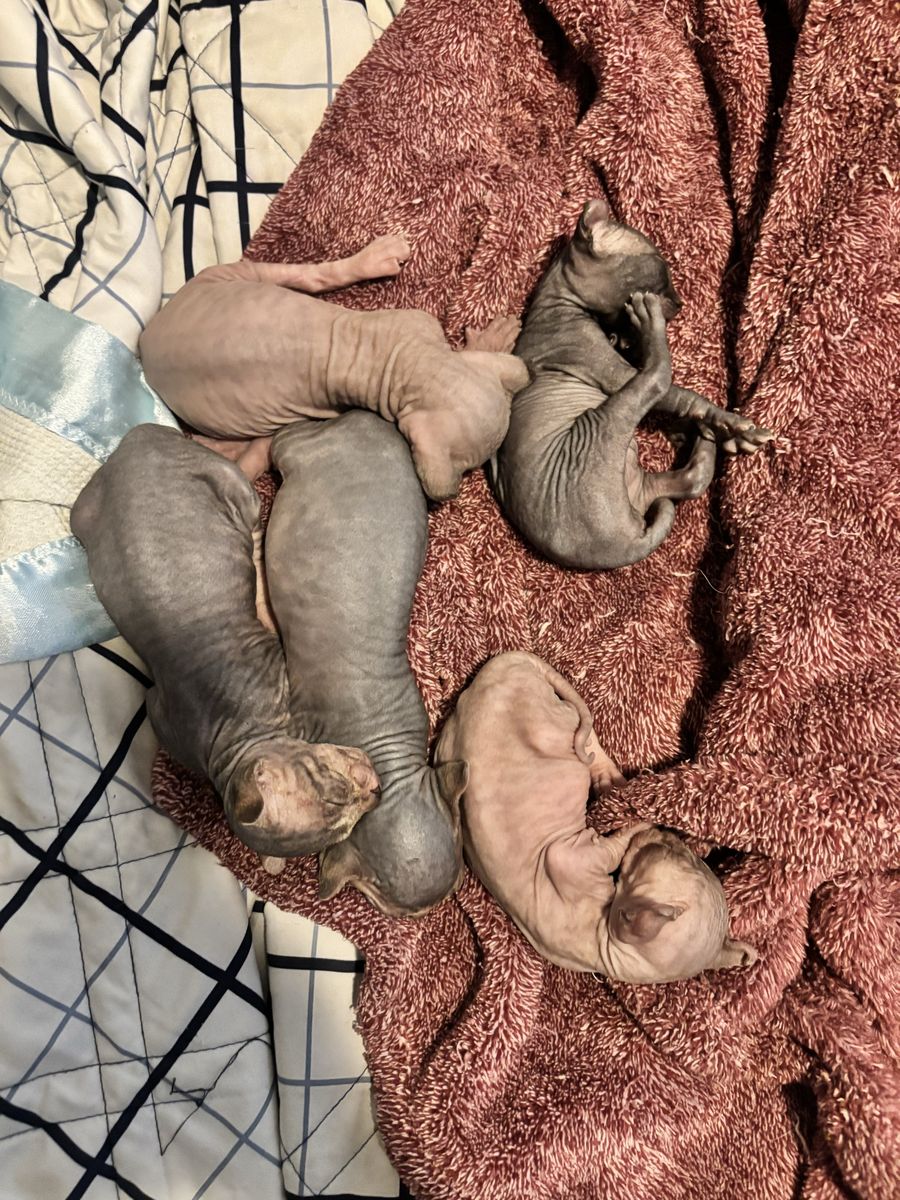 Sphynx kittens 
