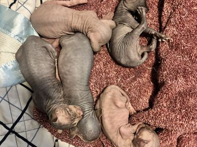 Sphynx kittens