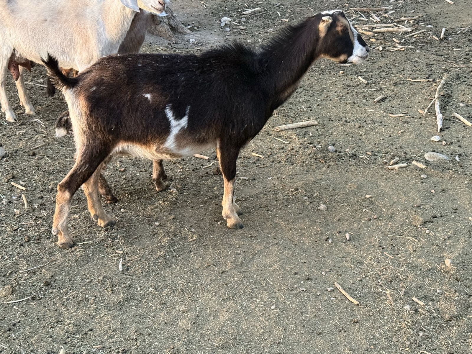 3 year old lamancha doe