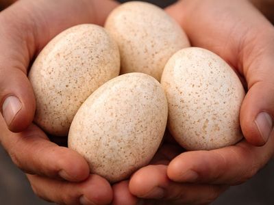 Turkey hatching eggs, one dozen
