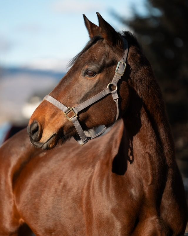 Sweet and beautiful off the track thoroughbred gelding