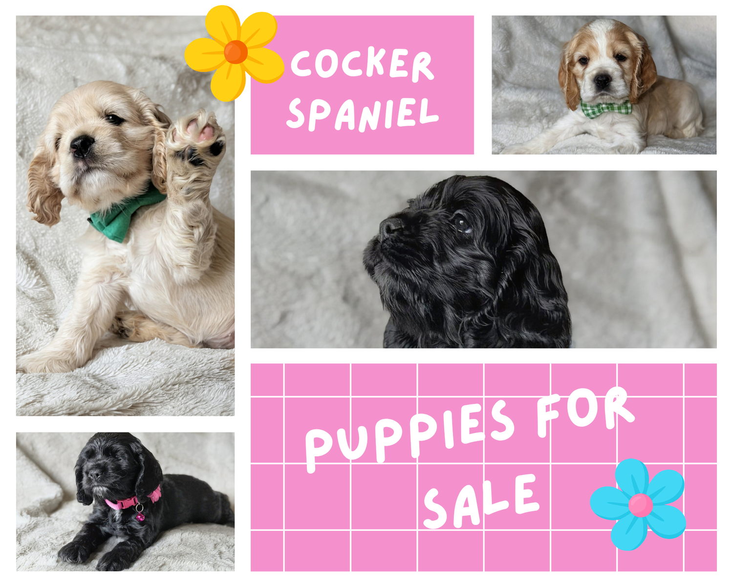 AKC Cocker Spaniel Puppies – Your Perfect Summer Best Friend ️