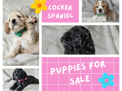 AKC Cocker Spaniel Puppies – Your Perfect Summer Best Friend ️