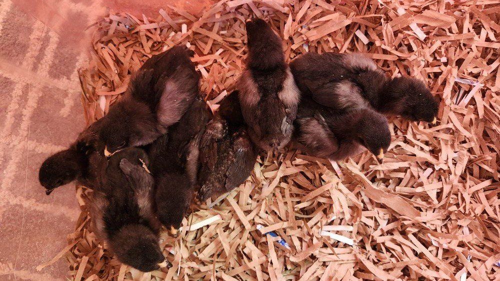 Easter egger chicks olive and blue layers