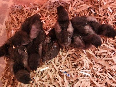 Easter egger chicks olive and blue layers