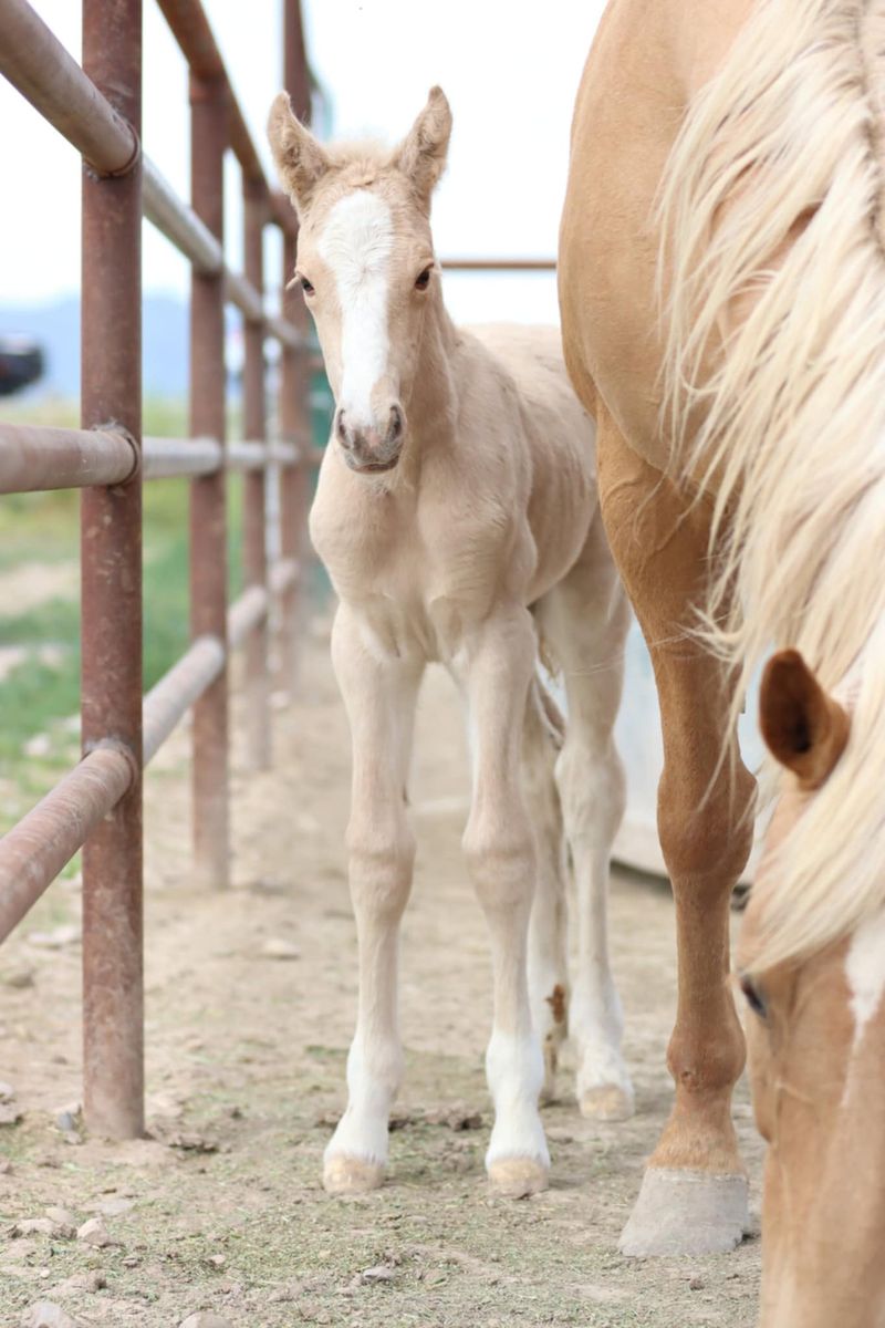 Gypsy x Oldenburg-Gypsy Sport Horse