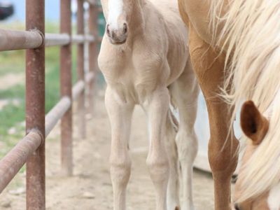 Gypsy x Oldenburg-Gypsy Sport Horse