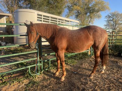 AQHA Red Roan Mare