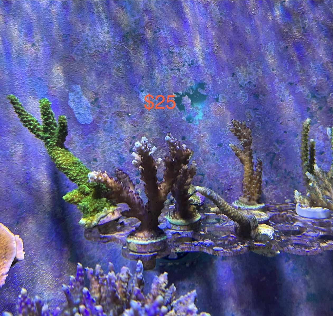 Main image 2