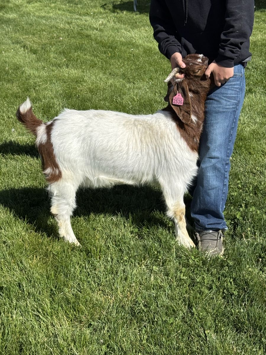 Dappled Registered Boer Show Doeling