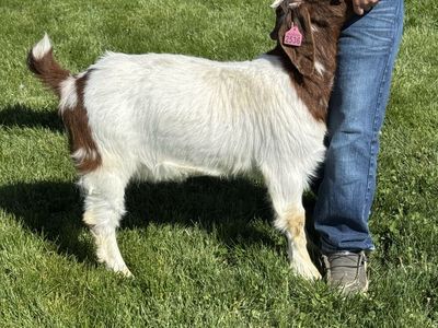 Dappled Registered Boer Show Doeling